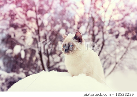 Cat siting in snowdrift in winter forest 18528259
