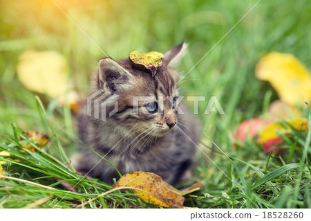 Little kitten sitting on the grass 18528260
