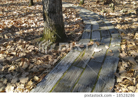 Autumn sun Autumn sun 18528286