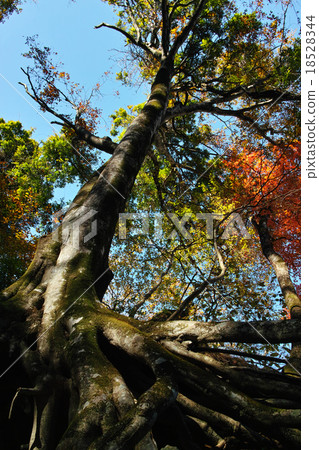 一棵大樹緊貼著岩石（秋天） 18528344