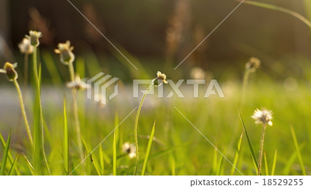 Small flower with green blur background Small flower with green blur background 18529255