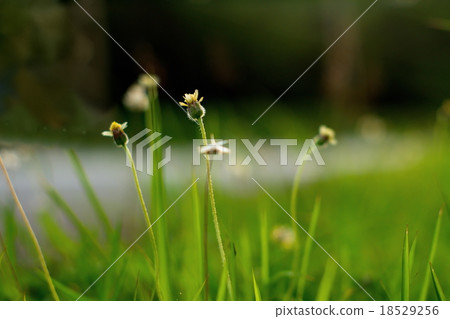 Small flower with green blur background Small flower with green blur background 18529256