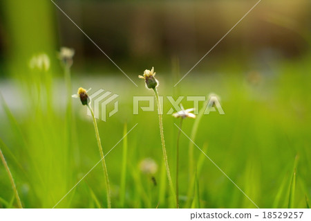 Small flower with green blur background Small flower with green blur background 18529257