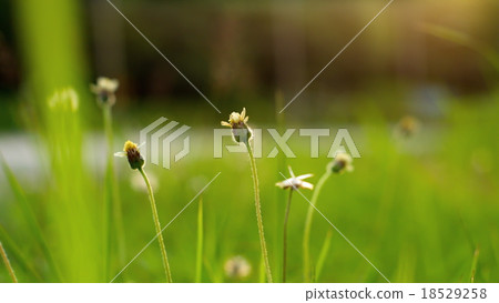 Small flower with green blur background Small flower with green blur background 18529258