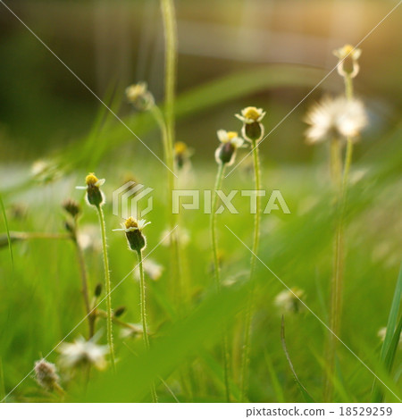 Small flower with green blur background 18529259