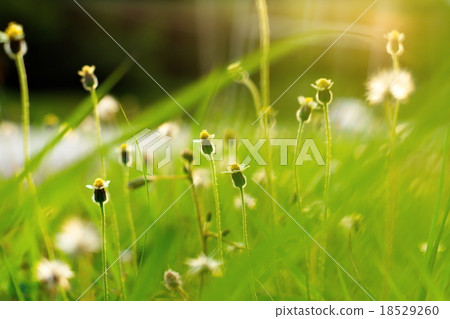 Small flower with green blur background Small flower with green blur background 18529260