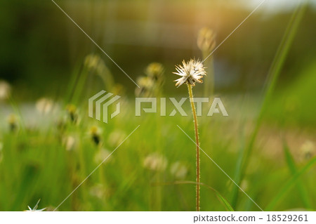 Small flower with green blur background Small flower with green blur background 18529261