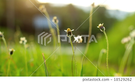 Small flower with green blur background 18529262
