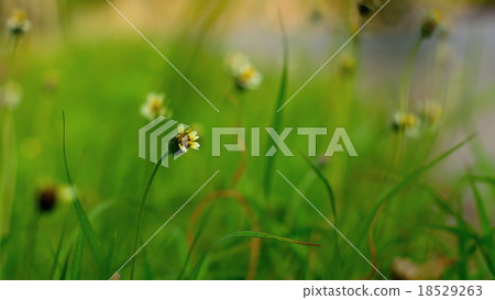 Small flower with green blur background 18529263