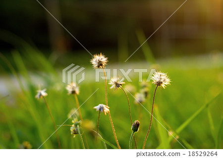 Small flower with green blur background Small flower with green blur background 18529264