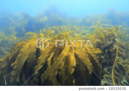 Makomb Kelp Hokkaido Hakodate Underwater 18529338