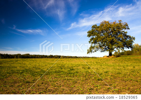 trees   in  autumn   18529365