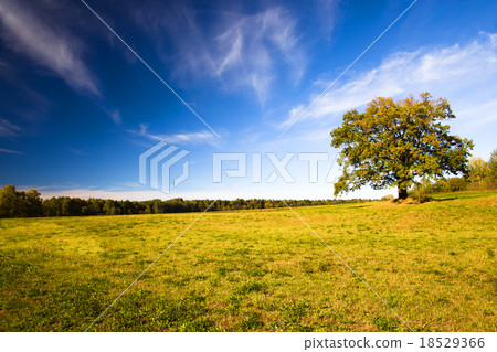 trees in autumn trees in autumn 18529366