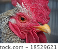 Chicken face up 18529621