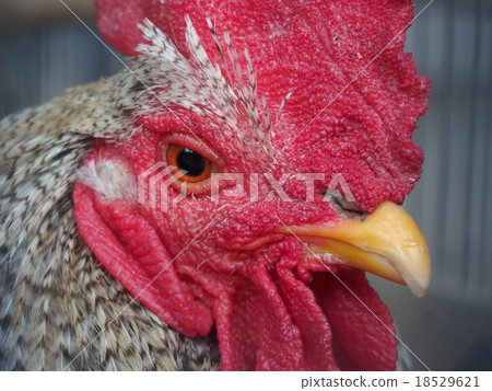Chicken face up Chicken face up 18529621