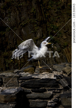 sea gull  in the rock of 18530043