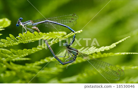 sex of wild yellow blue dragonfly sex of wild yellow blue dragonfly 18530046