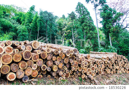 Storage trees in the mountains Storage trees in the mountains 18530226