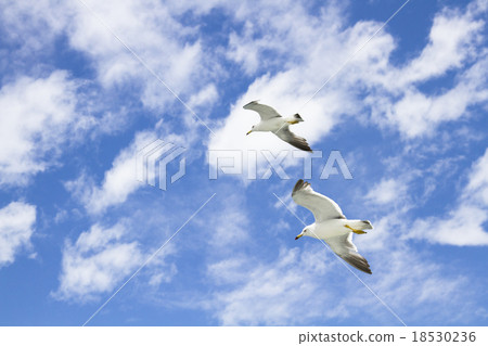 Seagull on Matsushima 8 18530236