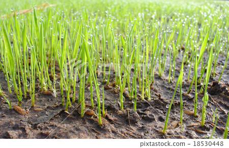 Field green rice seedlings 18530448