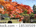 Bright red maple leaves 18530509