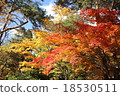 Autumn trees 18530511