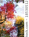 Autumn sky and autumn leaves 18530512