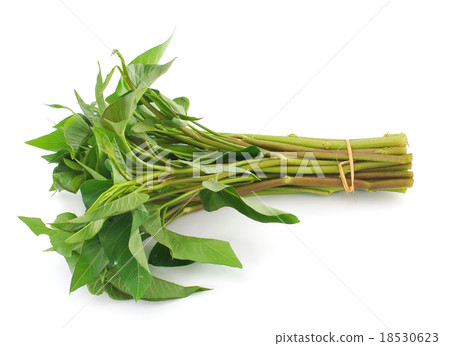Morning glory isolated over white background 18530623