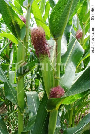 Corn on the stalk in the field Corn on the stalk in the field 18530665