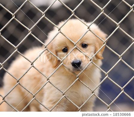 lonely dog in cage 18530666