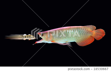 Big fish eats little fish 18530667