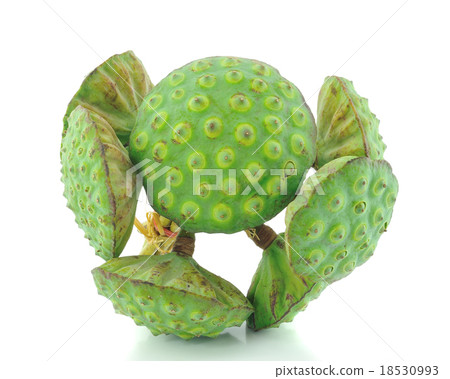 lotus seed pod on white background lotus seed pod on white background 18530993