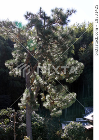 松樹 松樹 18531425