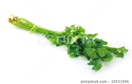 Celery on white background Celery on white background 18531946