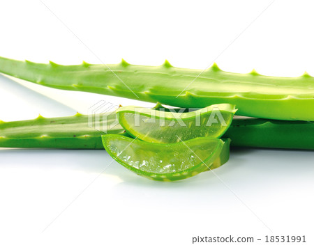 aloe vera fresh leaf. isolated over white 18531991
