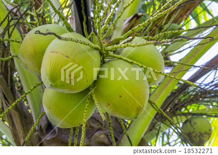 Coconut tree  18532271