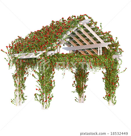 Curly red roses on the pergola 18532449