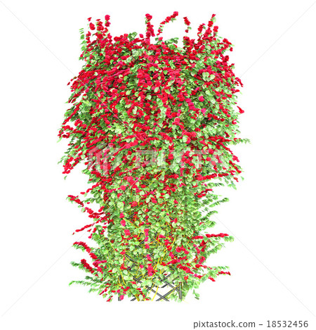 Red climbing roses pergola 18532456
