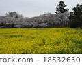 Rape flower field and cherry tree 18532630
