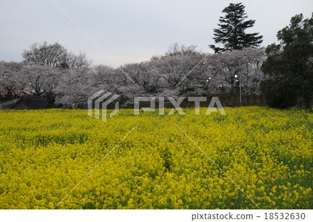 強姦花田和櫻桃樹 18532630