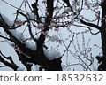 Snow cherry tree 18532632