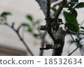 A frog that sees something 18532634