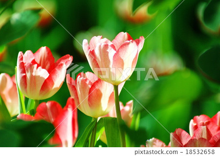 Bautiful Pink Tulip flower 18532658