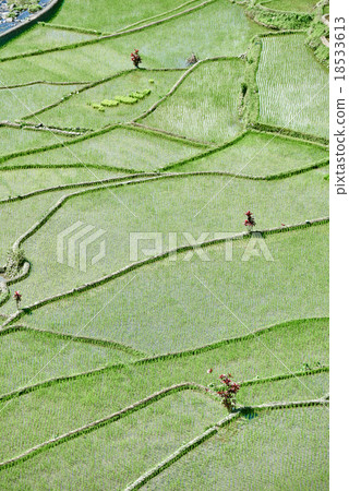 rice paddy terrace fields  Philippines 18533613