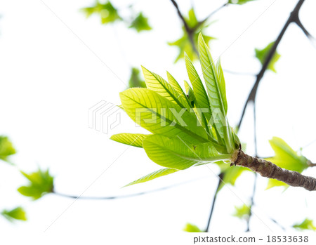 Cannonball Green leaf isolated on white background Cannonball Green leaf isolated on white background 18533638