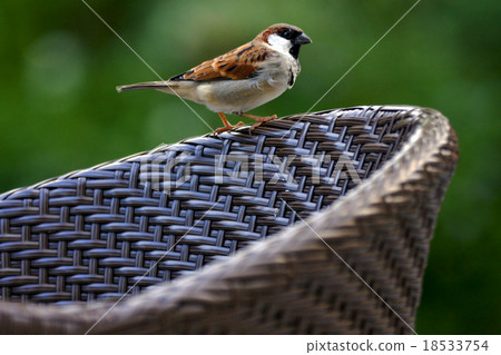front of sparrow whit black eye front of sparrow whit black eye 18533754