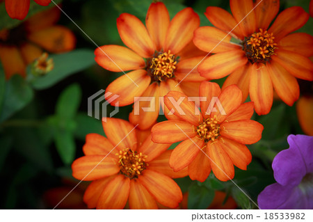 Group of Orange Zinnia Group of Orange Zinnia 18533982