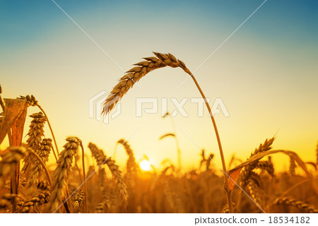 golden harvest and sunset over field golden harvest and sunset over field 18534182