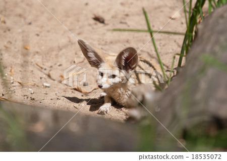 desert fox Fennec Fox (Vulpes zerda) 18535072