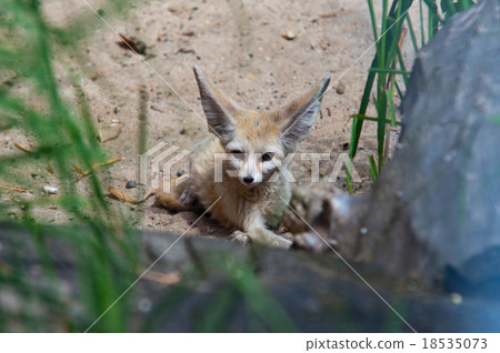 desert fox Fennec Fox (Vulpes zerda) 18535073